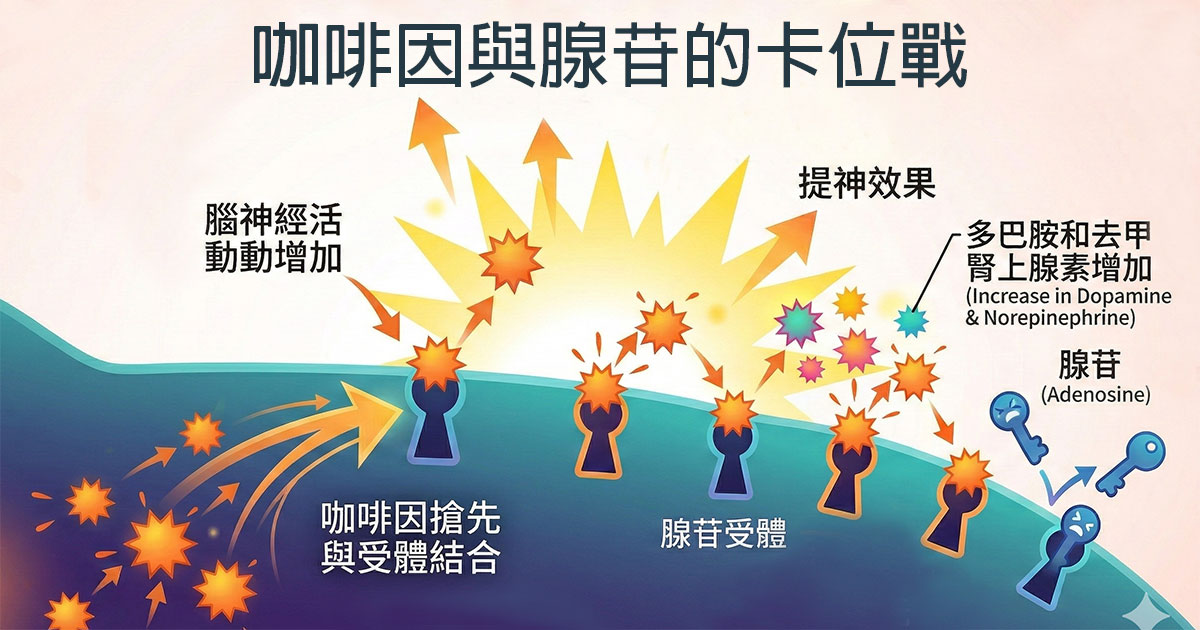 咖啡因搶先一步與受體結合